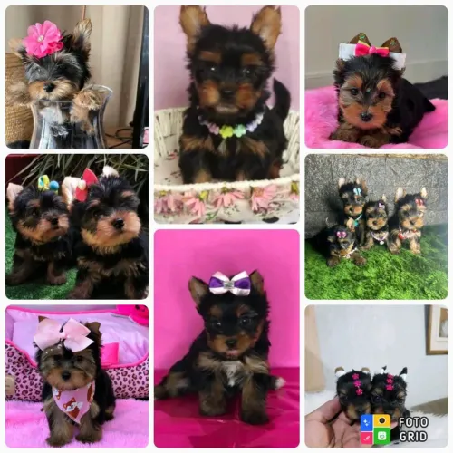 Filhotes Yorkshire Terrier 