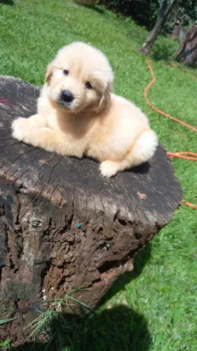 Golden Retriever trabalhamos com mais de 20 raças.