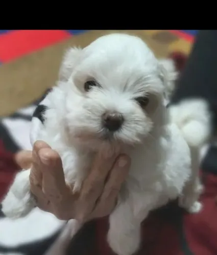 Maltes machos efemeas