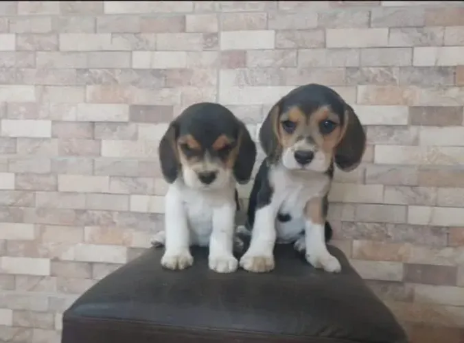 Filhote Beagle, Pequenos rabinhos abanando de alegria à sua espera!