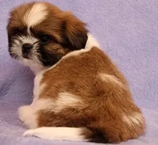 Shih-Tzu Fêmea White: A Fofura Que Vai Completar Sua Família!