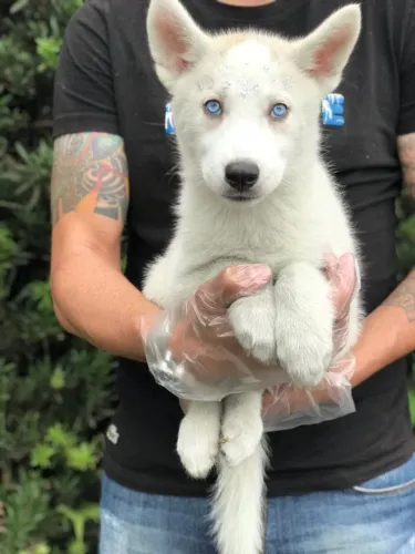 Husky Siberiano cinza/marrom/preto e branco, olhos azuis e bi colores a pronta entrega!