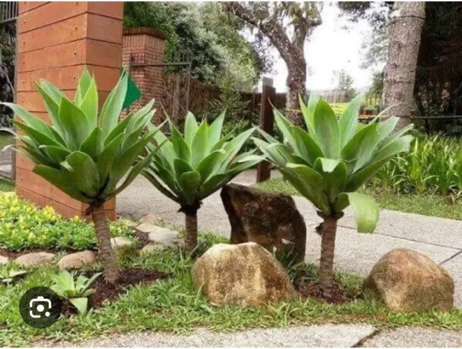 Mudas de Agave Dragão  - Plantas Ornamentais