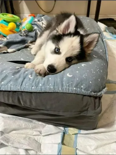 Filhote Husky Siberiano, Seu coração está pronto para esse amor incondicional?