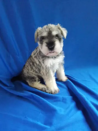 Schnauzer