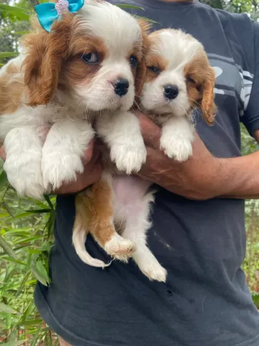 Cavalier filhotes a pronta entrega foto reais 