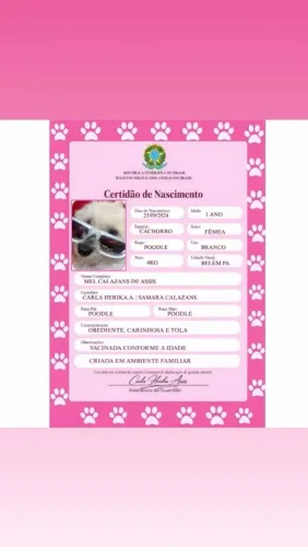 Cachorrinha poodle