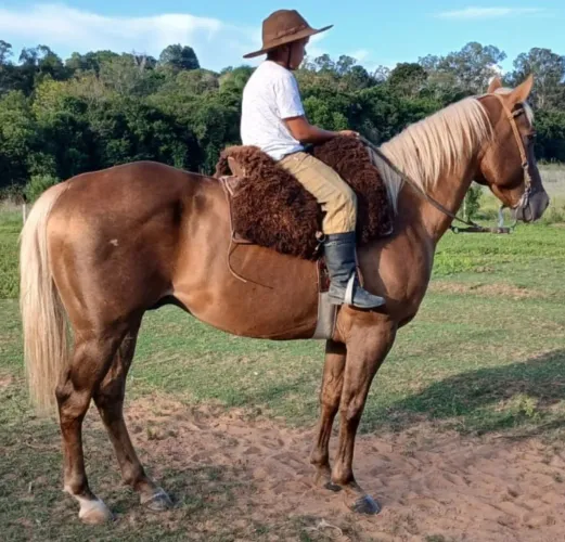 Cuiudo QM muito bueno e super manso,bom de laço