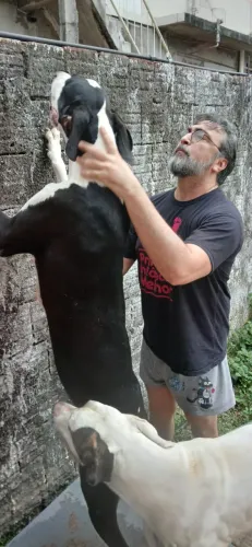 Filhotes de Dogue Alemão