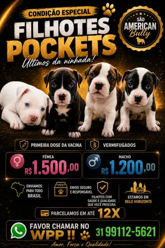 Filhote American Bully pocket - machos e fêmeas