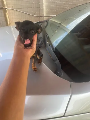 Pinscher machinho Padreador 