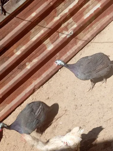 Galinha da Angola