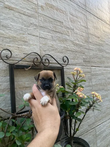 Cachorro chipin machinho entrega grátis