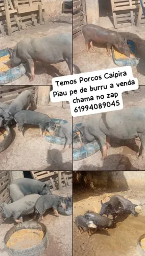 Vende -se Porcos caipira