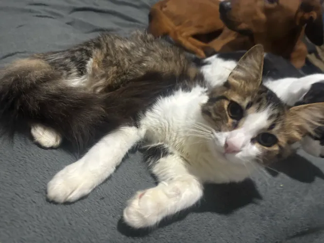 Gato