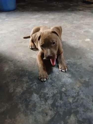 Pit Bull red nose pura vacinada e vermifugada
