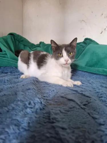 Adote lindo gato bicolor castradinho