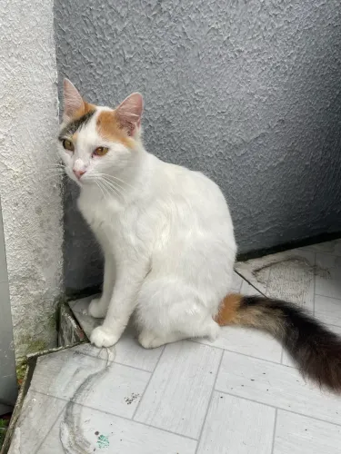 Doação responsável gata 8 meses