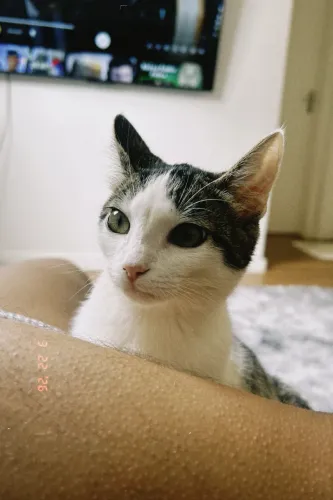 Doa-se gatos