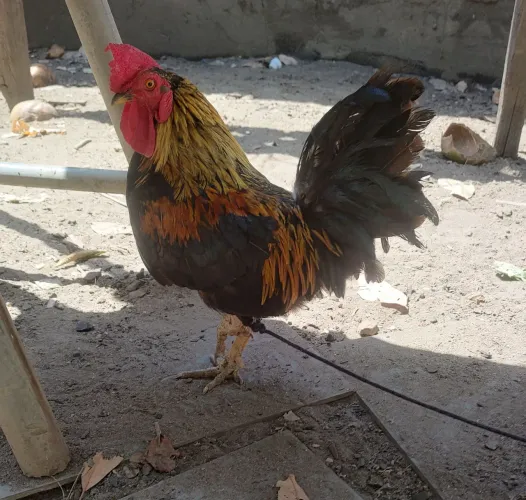 Vando galo ganizé