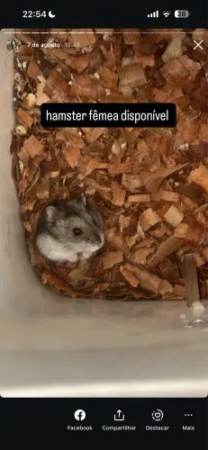 Hamster Anao Russo | @tocadosfavoritos
