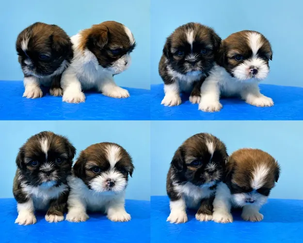 Filhote de shihtzu