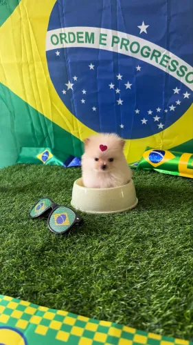 Lulu da pomerânia anão