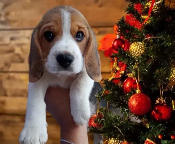 Beagle Filhotes Lindos com Exames Disponível