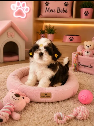 Shih tzu fêmea