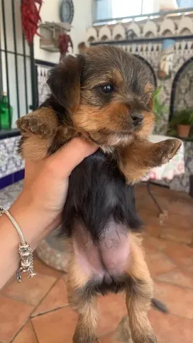 lindos filhotes disponiveis