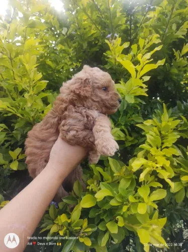 Poodle filhotes maravilhosos, garantial total de saúde
