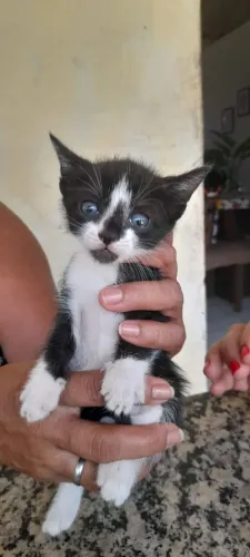 Gatinhos para doação