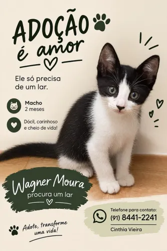 Doação de Gatinho Macho