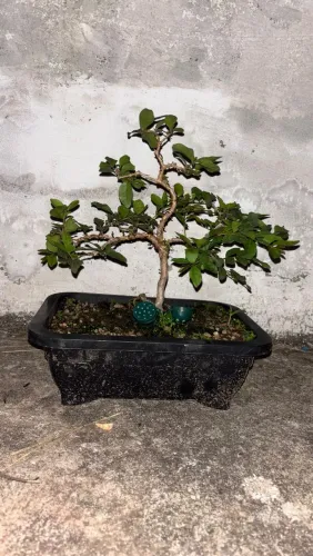 Mini Araçá 