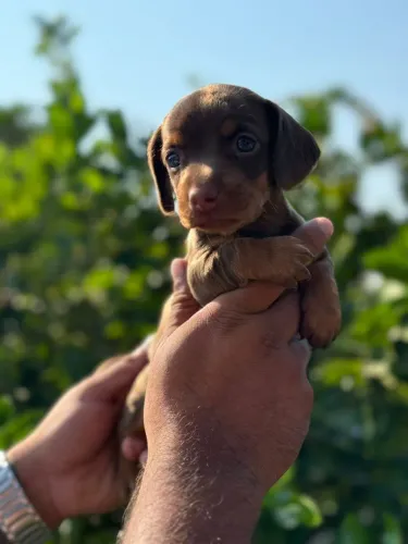 Dachshund- O pet certo faz toda diferença 
