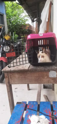 CAIXA DE TRANSPORTE PARA ANIMAIS