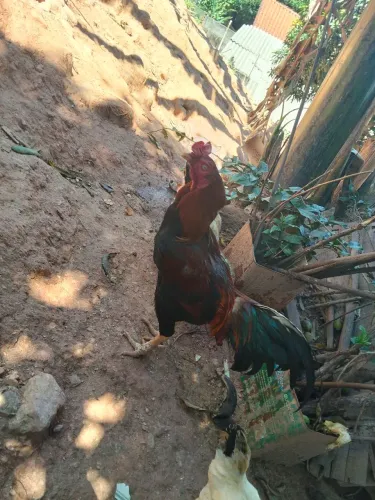 Galo reproduz