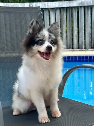Spitz alemão Merle macho 