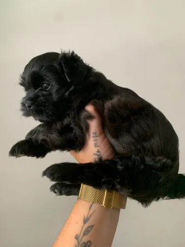 Cachorro shihtzu