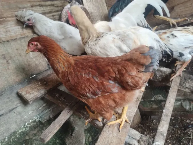 Galinhas e galos