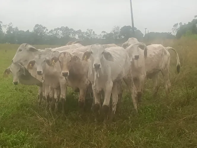 17 bezerros