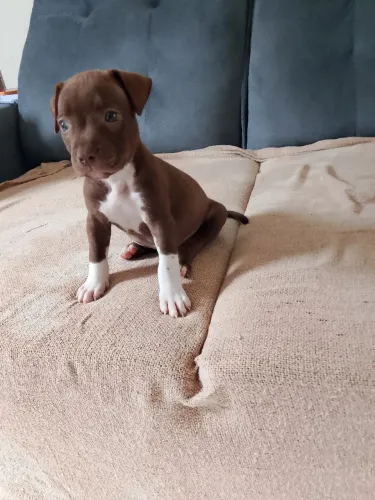 Cachorro Pit monste