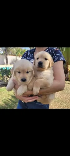 Golden Retriever Lindos Filhotes Pedigree CBKC 