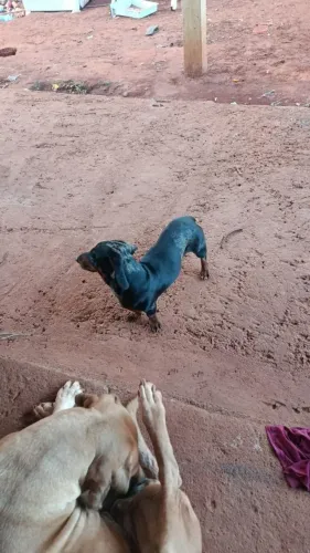 Vendo cachorro da raça Dachshund (salsicha) macho 8 meses 500$