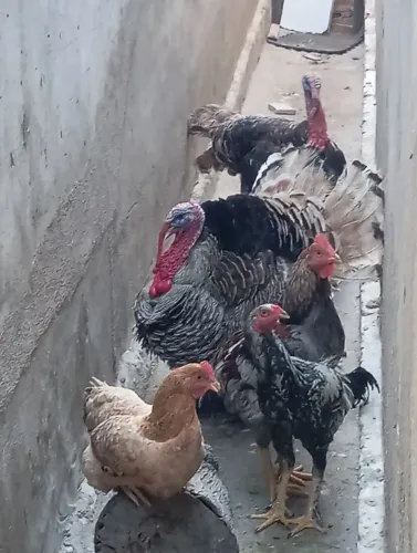 PERUS E CAPÃO