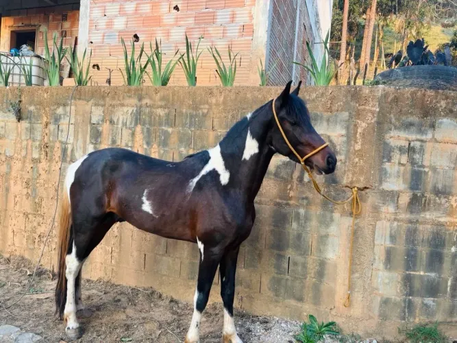 Vendo cavalo mangalarga,marcha batida!