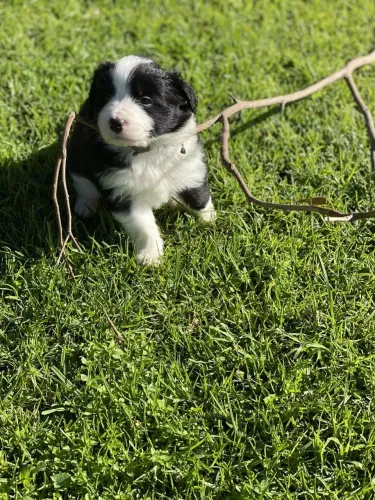Border Collie - Bola De Pelo