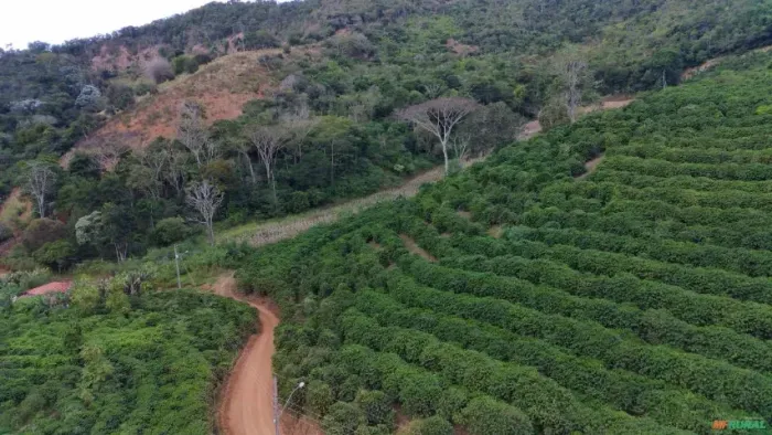Fazenda De Café À Venda Em MG - 65 Mil Pés de café arábica Produtivos