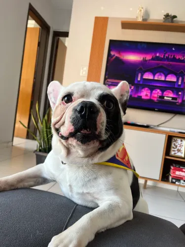 Buldogue francês pra namorar