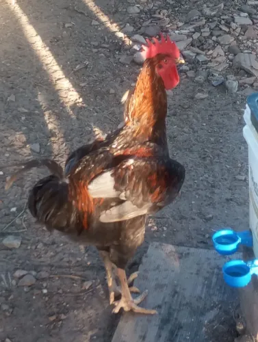 Frango GSB com 06 meses já iniciando a Cantar  Baixar Galinhas Valor R$ 200,00